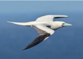 red_footed_booby.png