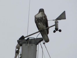 Hawk_001.jpg