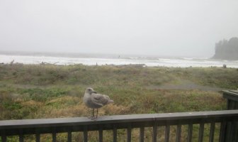 Quileute-outside our window.jpg