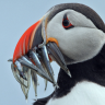 AlaskanPuffin