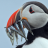 AlaskanPuffin